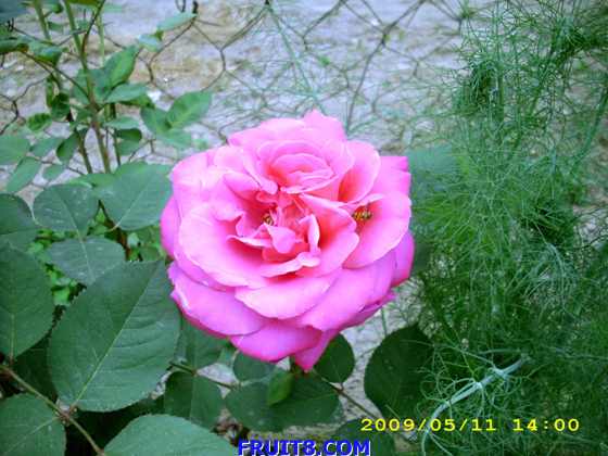 DSCI0542.JPG