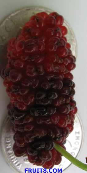 Ƭ 018.jpg