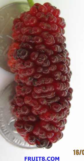 Ƭ 019.jpg