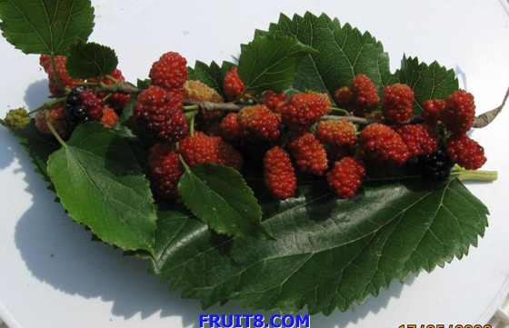 Ƭ 012.jpg