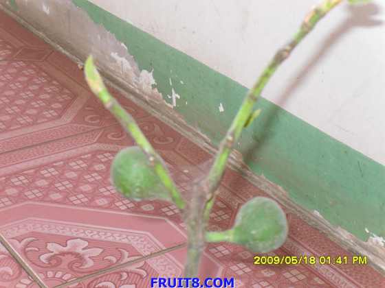 SDC10095.JPG