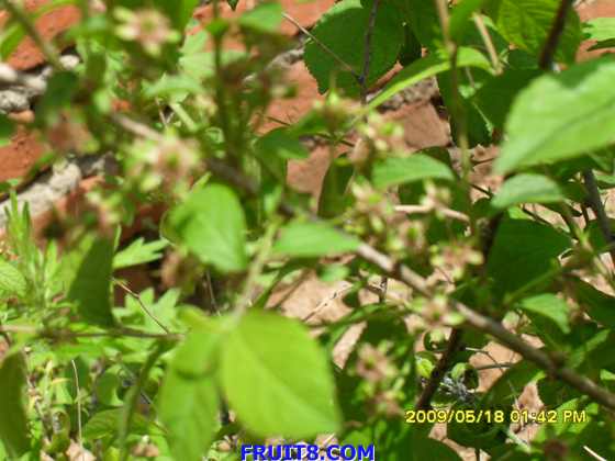 SDC10097.JPG