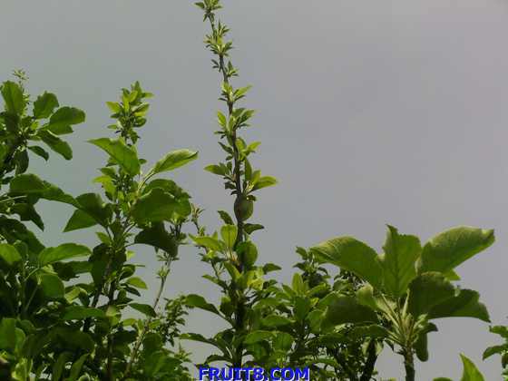 ��Ƭ-0650.jpg