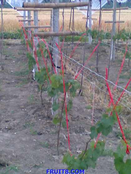 20090524_003.jpg