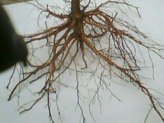 Ƭ 005.jpg