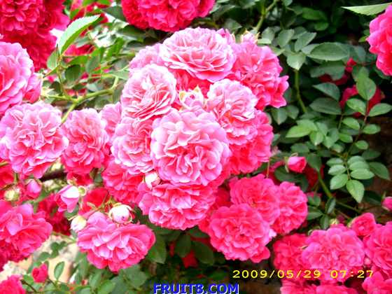 090529Ǿޱ.JPG