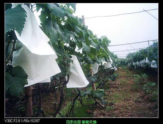 nEO_IMG_PIC_0395.jpg