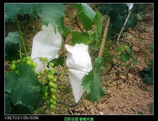 nEO_IMG_PIC_0392.jpg