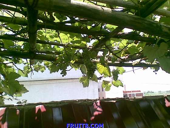 20090601(019).jpg