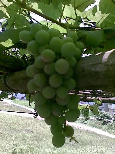 20090601(015).jpg
