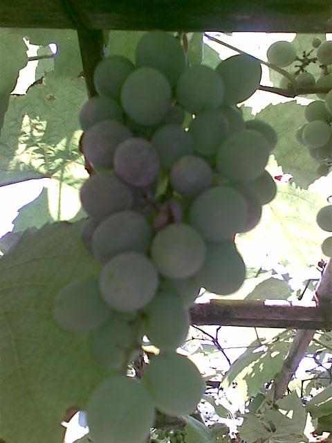 20090601(016).jpg