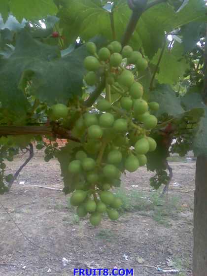 ת 03-06-09_0658.jpg