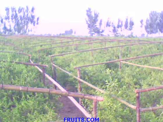 IMG0473A.jpg