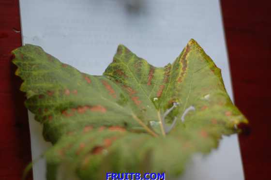DSC_5995.JPG