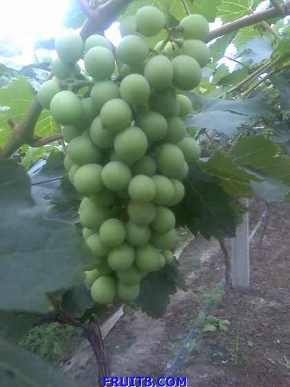 ת 09-06-09_1050.jpg