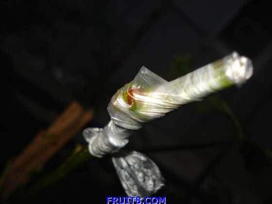 DSC01833.JPG