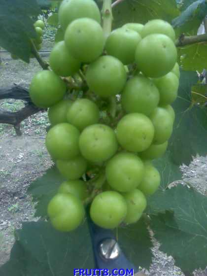 ת 12-06-09_1443.jpg