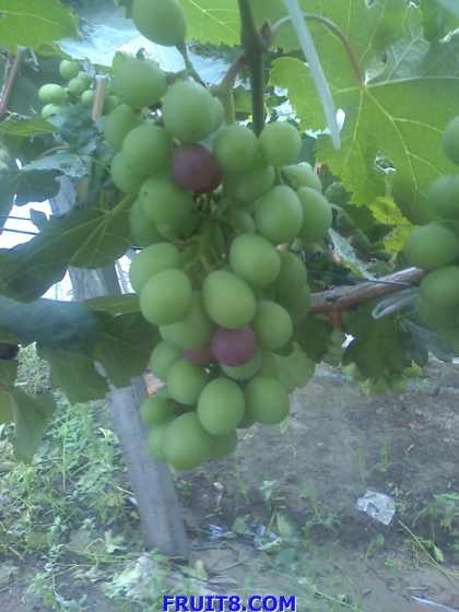 ת 15-06-09_0748.jpg