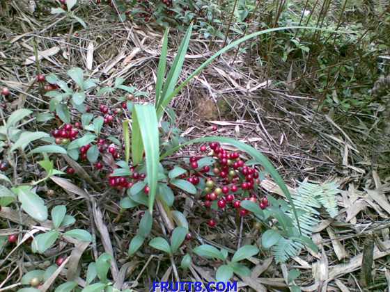 20090617_002.jpg