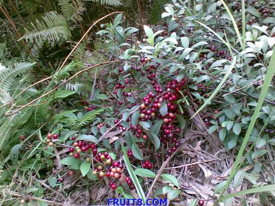 20090617_005.jpg