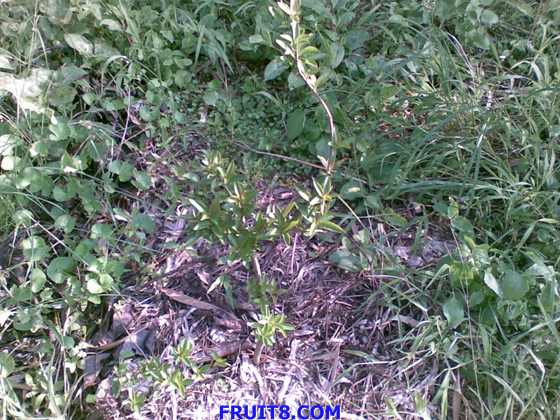 20090619_008.jpg