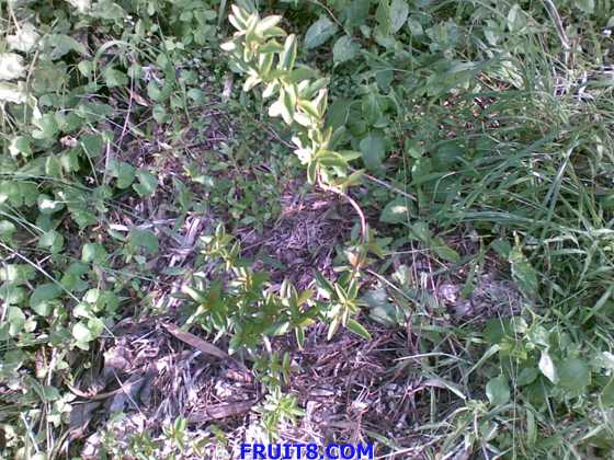 20090619_007.jpg