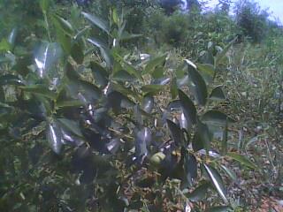 IMG0053A.jpg
