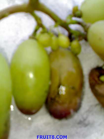 20090620167.jpg