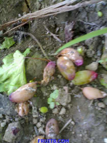 20090620163.jpg