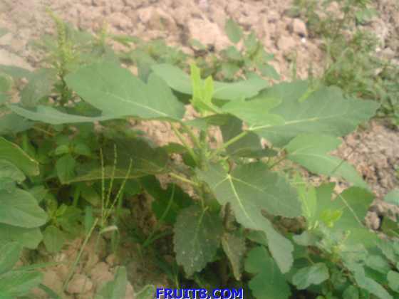 DSC00042 (����).JPG