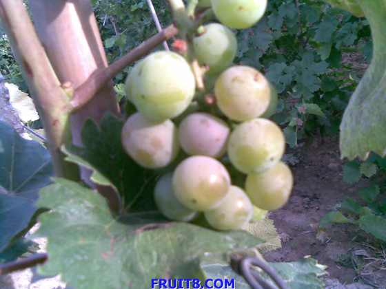 20090623.jpg