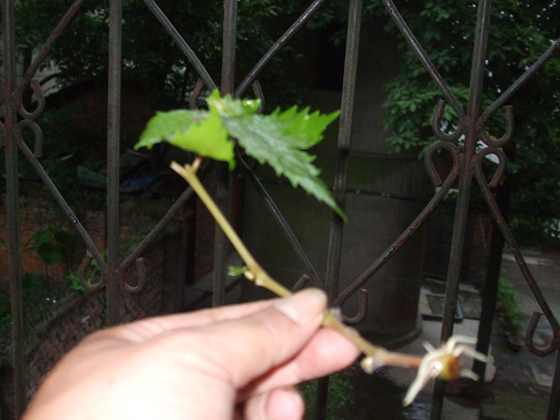 Ƭ 001.jpg