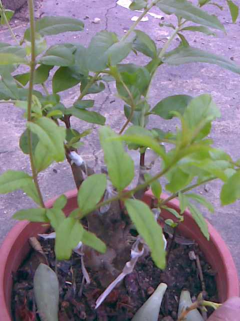 img024.jpg