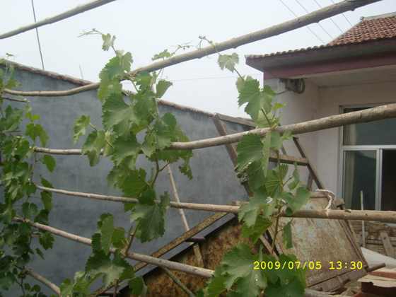С SL270063.JPG