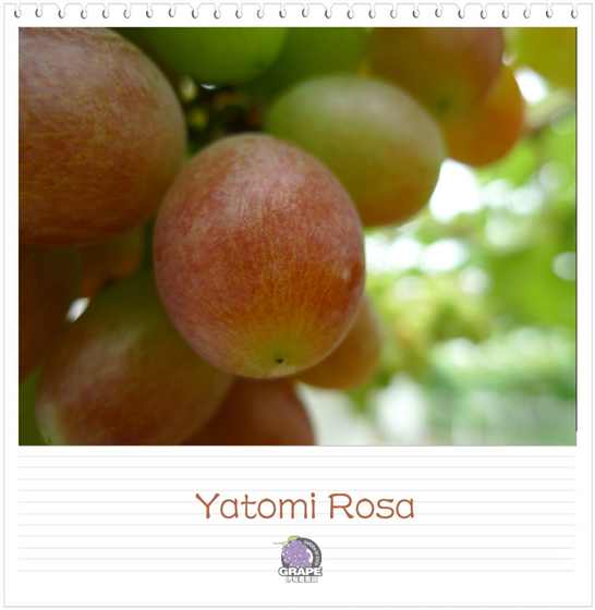 Yatomi Rosa1.jpg