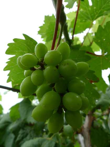 Yatomi Rosa���ι�.jpg