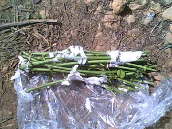 IMG0092A.jpg