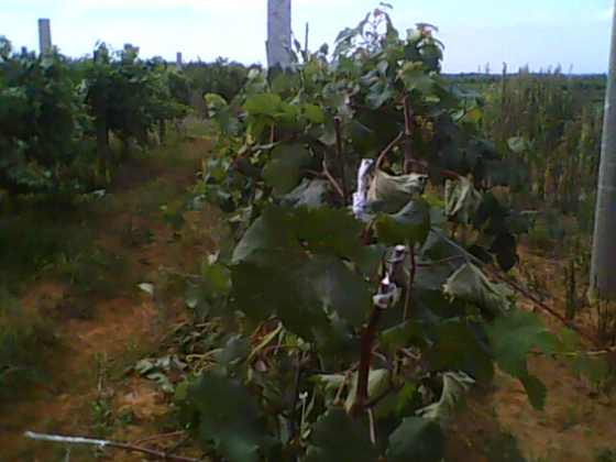 IMG0098A.jpg