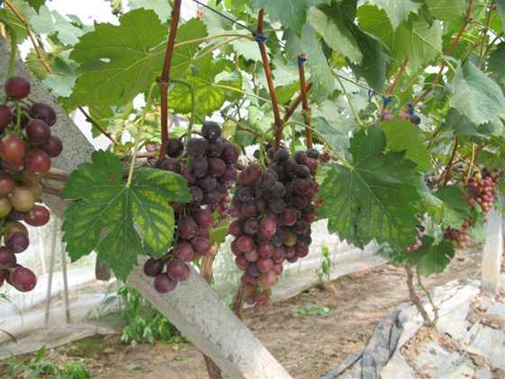 ��Ƭ 001 (����) (2).jpg