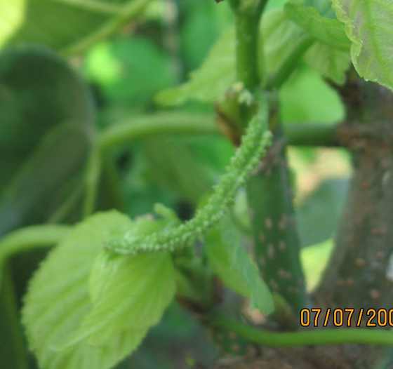 Ƭ 078.jpg