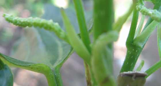 Ƭ 079.jpg