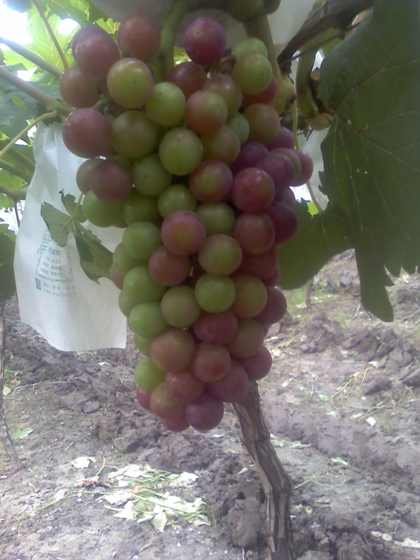 ת 09-07-09_1603.jpg