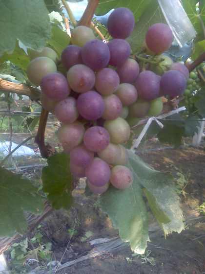 ת 09-07-09_0749.jpg