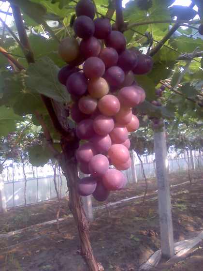 ת 09-07-09_0751.jpg