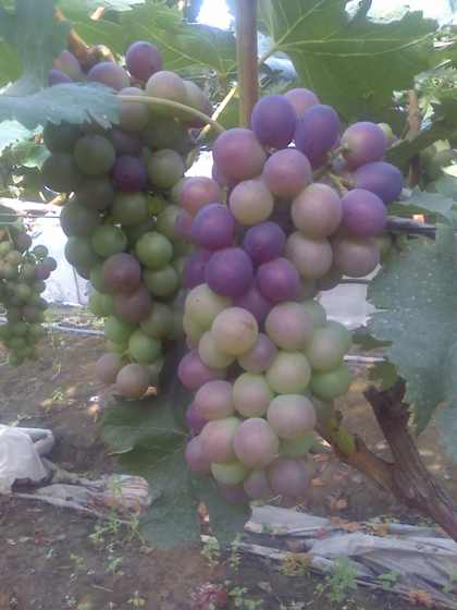 ת 09-07-09_0753.jpg