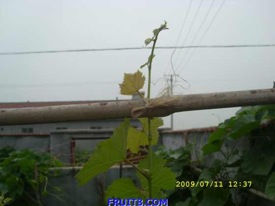 01׸߹20cm.JPG