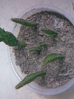 img010.jpg