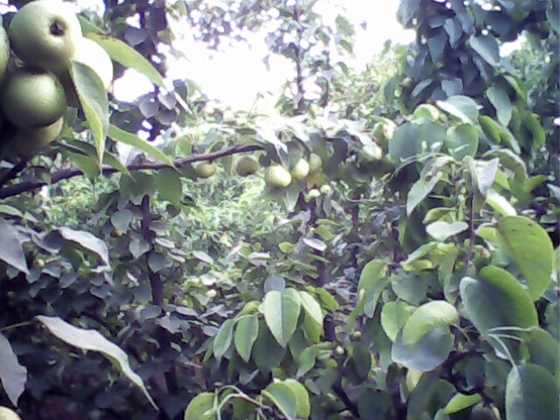 IMG0079A.jpg