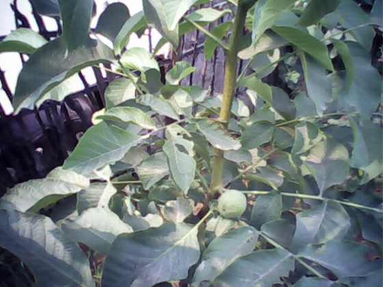 IMG0078A.jpg