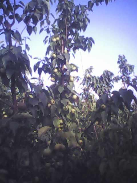 IMG0070A.jpg